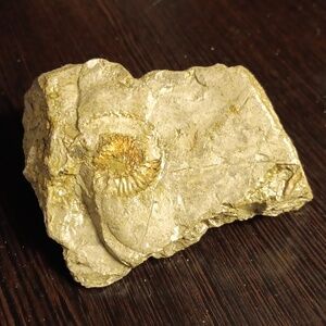 FOSSILS FROM ENGLAND